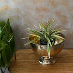 Rare Vintage Antique Brass/Pital Planter