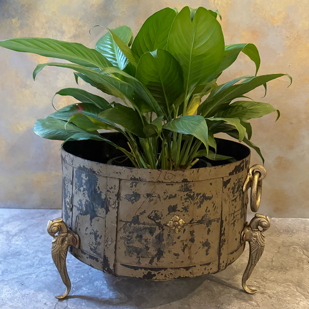 Iron Planter with Brass Legs