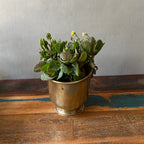 Antique Brass Bucket